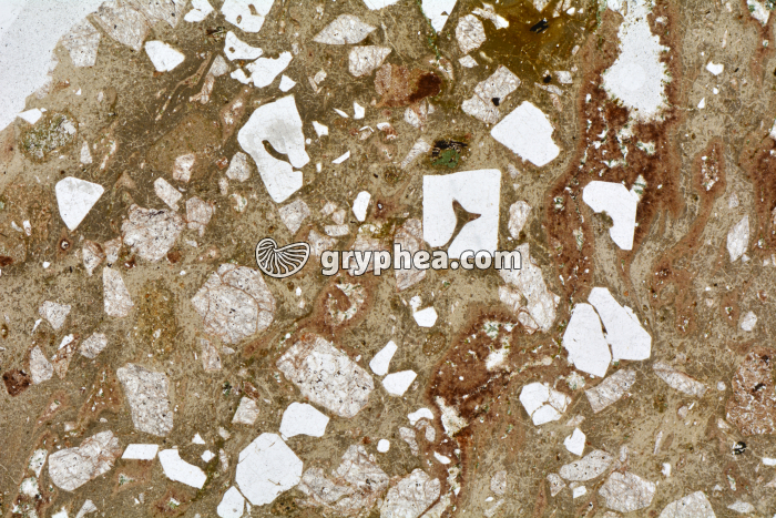 Rhyolite LPNA x3,5 - gryphea.com